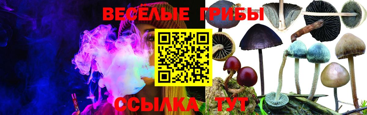 Галлюциногенные грибы Psilocybine cubensis Прохладный